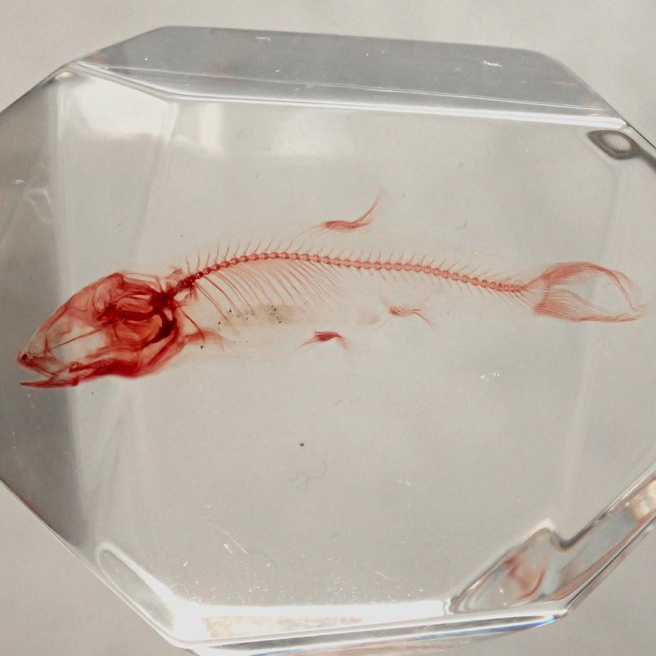 魚類単色染色樹脂封入標本 C (木製標本箱入り) | 9枚目