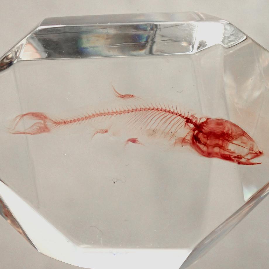 魚類単色染色樹脂封入標本 C (木製標本箱入り) | 10枚目