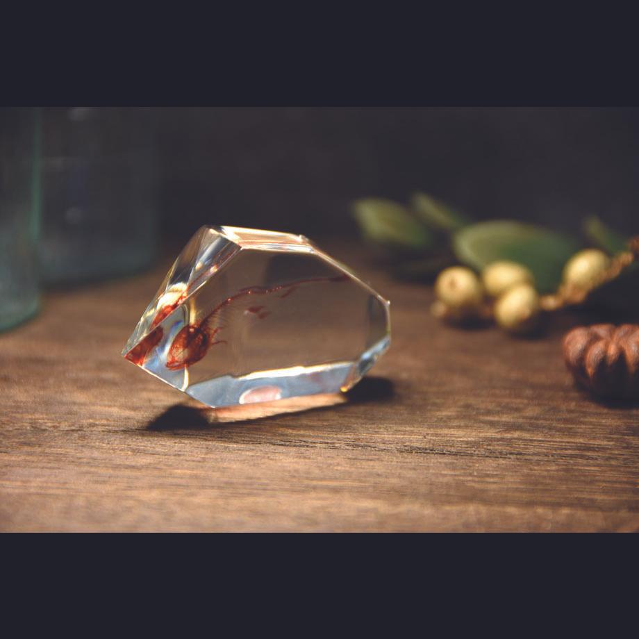 魚類単色染色樹脂封入標本 C (木製標本箱入り) | 18枚目