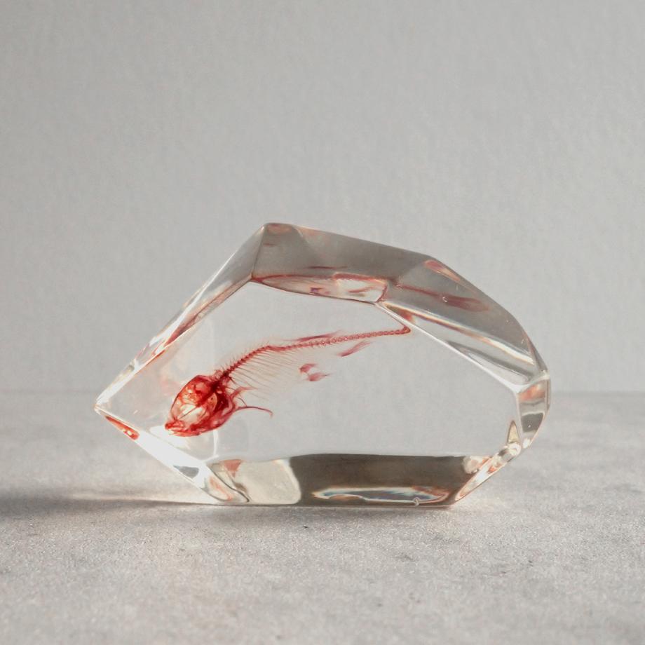 魚類単色染色樹脂封入標本 C (木製標本箱入り) | 5枚目