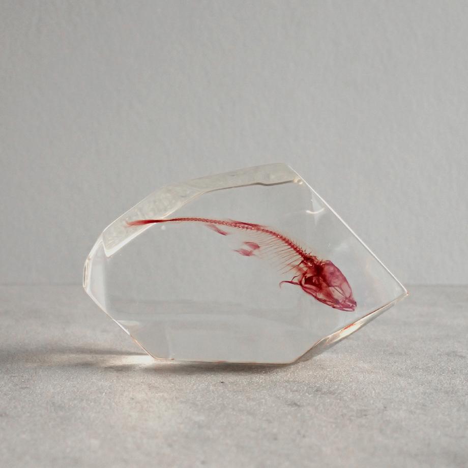 魚類単色染色樹脂封入標本 C (木製標本箱入り) | 6枚目