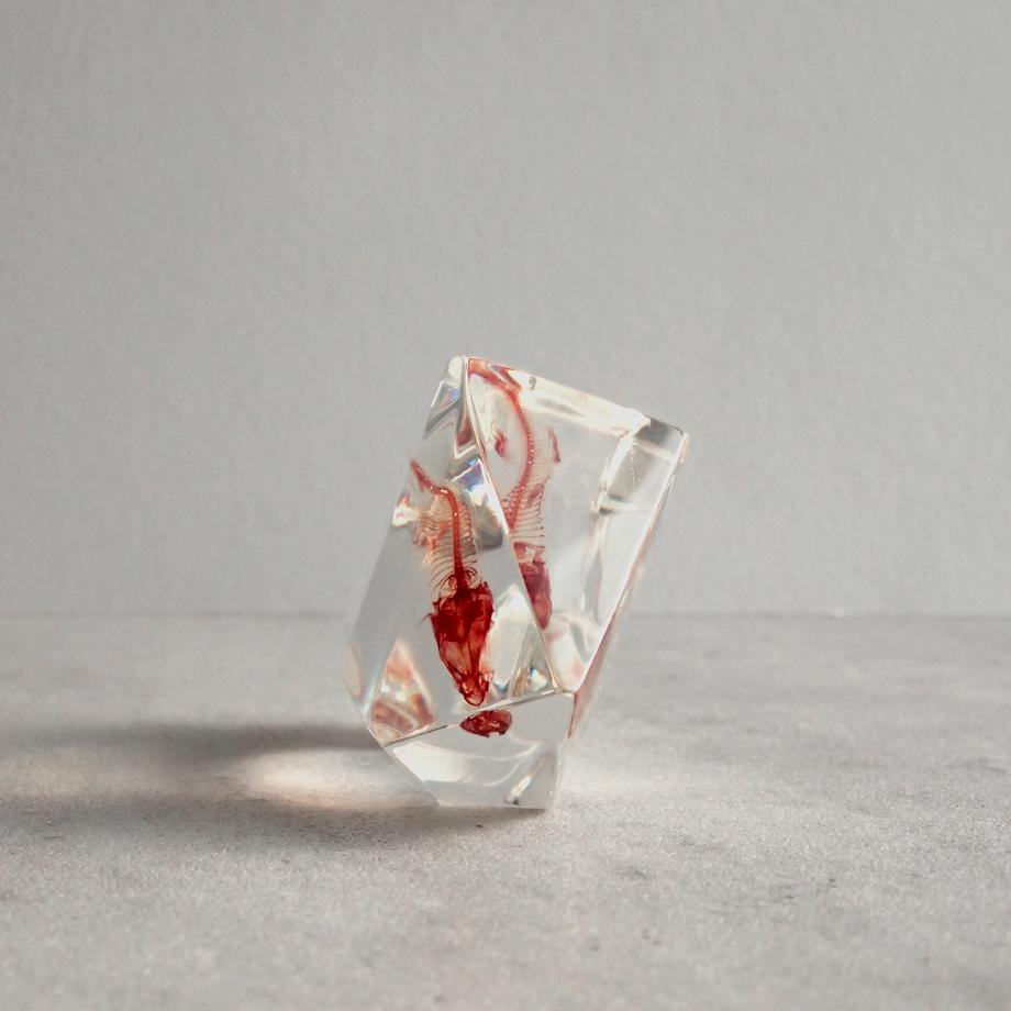 魚類単色染色樹脂封入標本 C (木製標本箱入り) | 7枚目