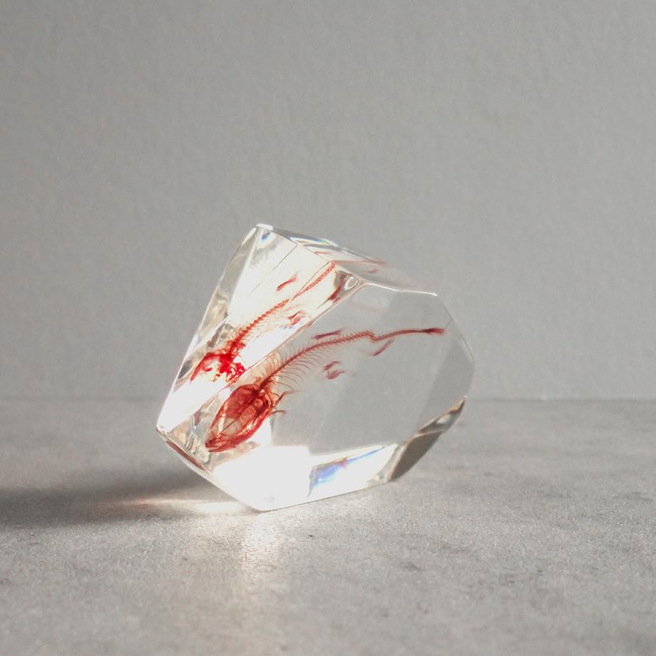 魚類単色染色樹脂封入標本 C (木製標本箱入り) | 8枚目