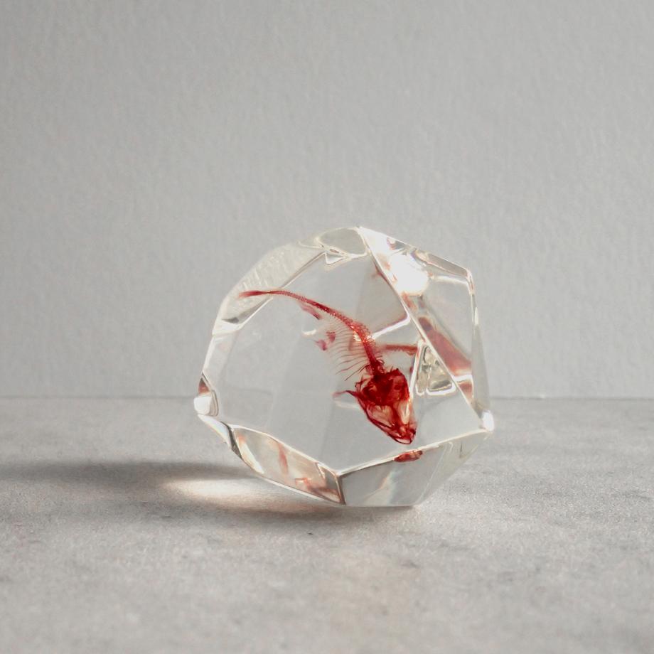 魚類単色染色樹脂封入標本 C (木製標本箱入り) | 9枚目