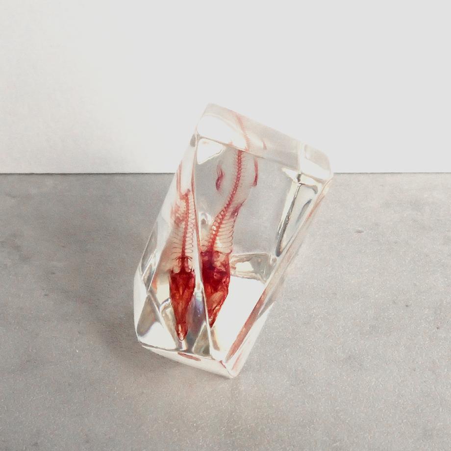 魚類単色染色樹脂封入標本 C (木製標本箱入り) | 10枚目