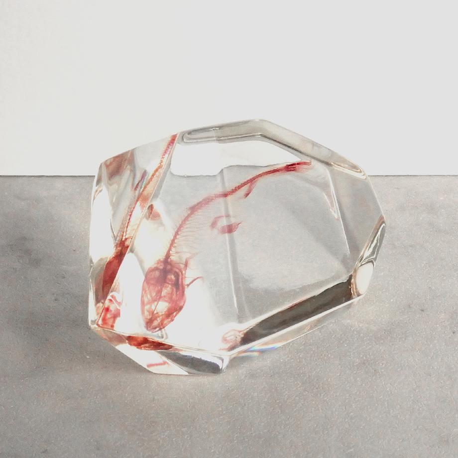 魚類単色染色樹脂封入標本 C (木製標本箱入り) | 11枚目