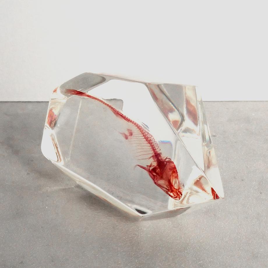 魚類単色染色樹脂封入標本 C (木製標本箱入り) | 12枚目