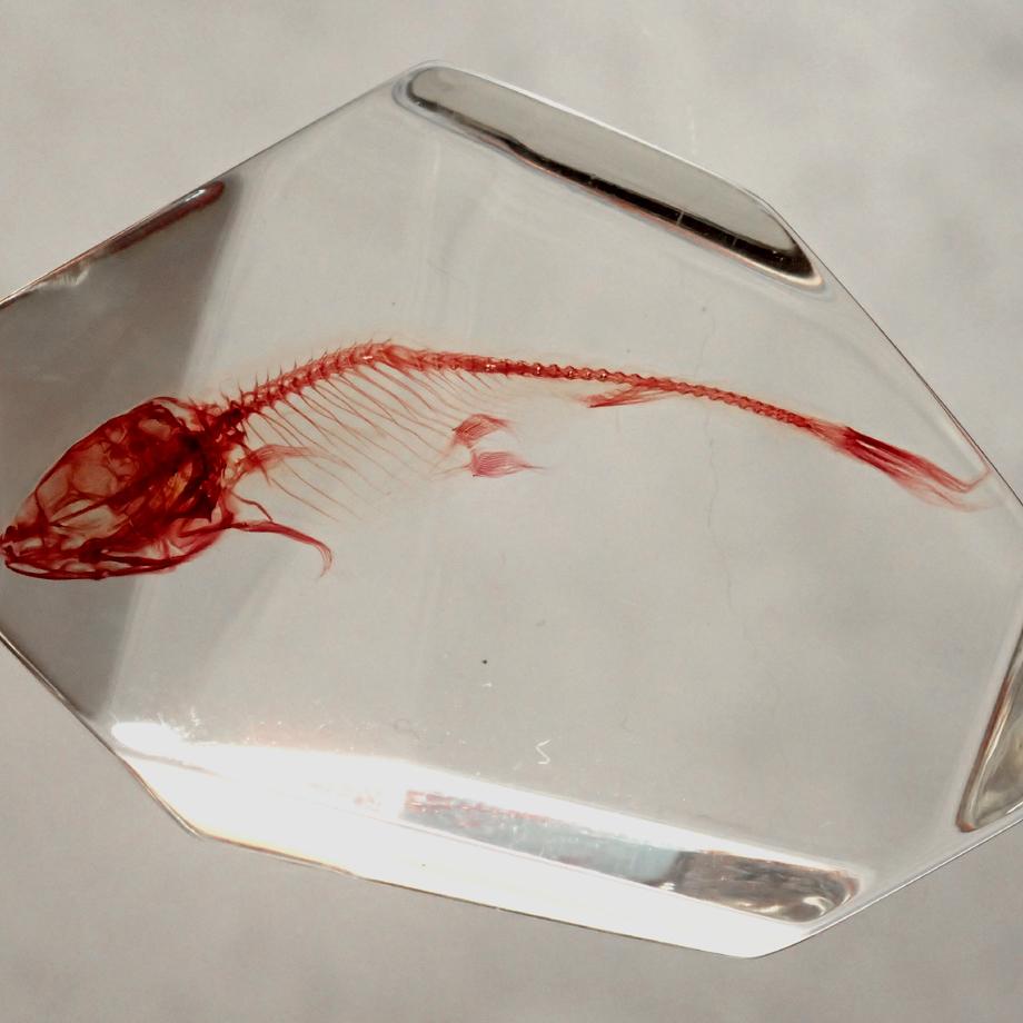 魚類単色染色樹脂封入標本 C (木製標本箱入り) | 13枚目