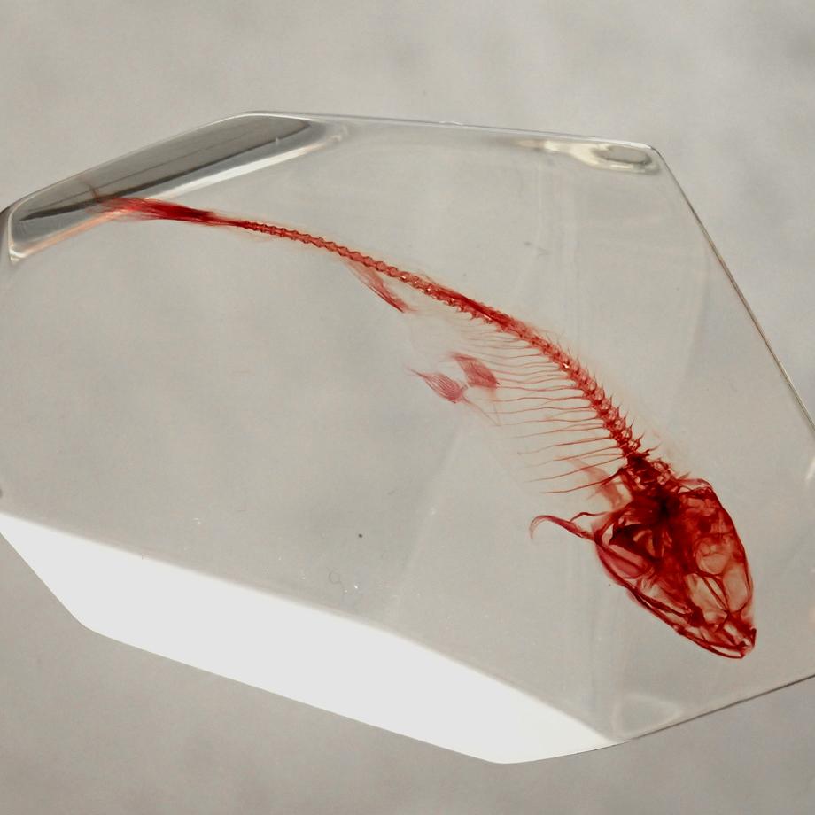 魚類単色染色樹脂封入標本 C (木製標本箱入り) | 14枚目