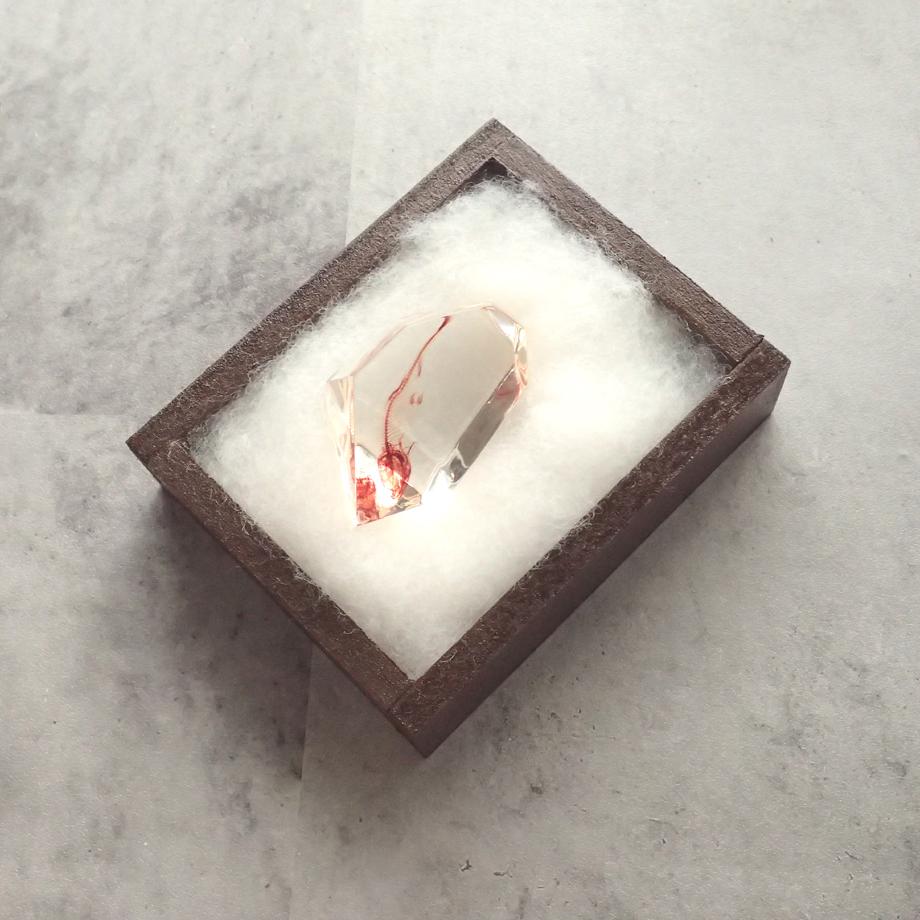 魚類単色染色樹脂封入標本 C (木製標本箱入り) | 15枚目