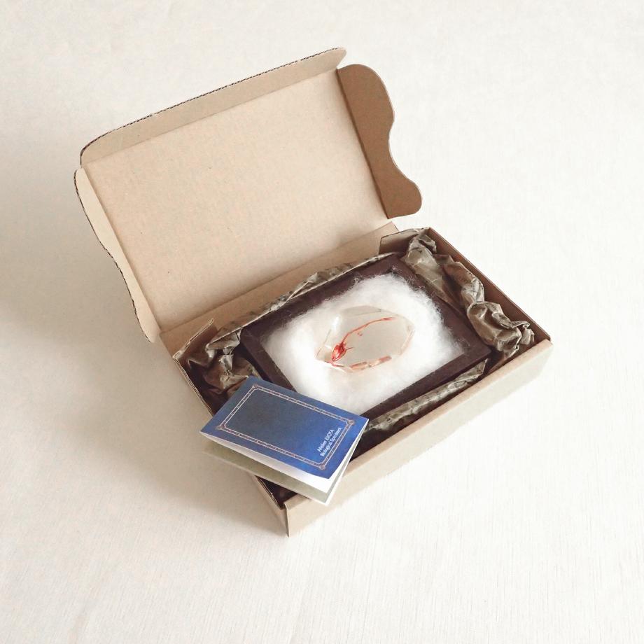 魚類単色染色樹脂封入標本 C (木製標本箱入り) | 16枚目