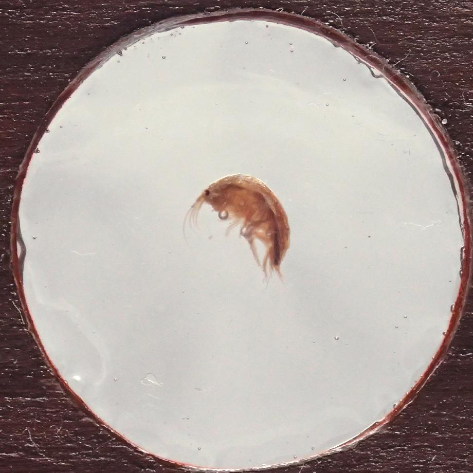 ヨコエビ類樹脂封入標本プレパラート | 5枚目