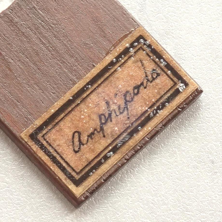 ヨコエビ類樹脂封入標本プレパラート | 6枚目