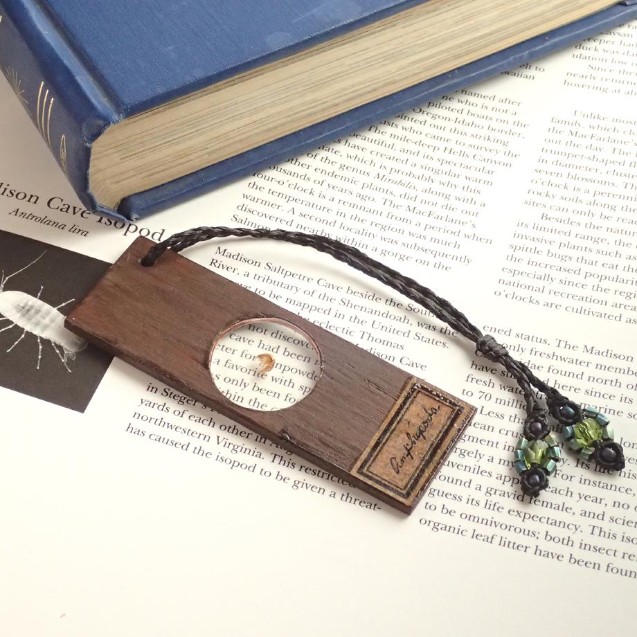 ヨコエビ類樹脂封入標本プレパラート1枚目の画像