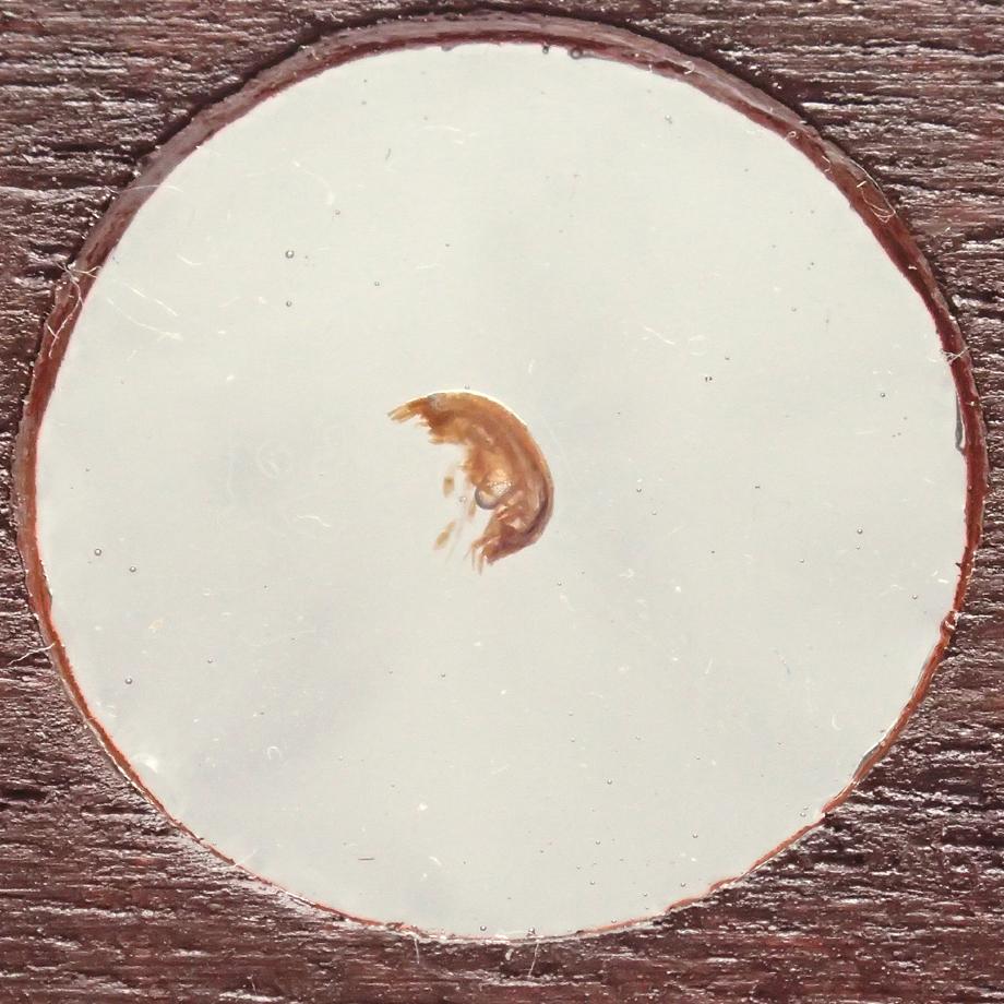 ヨコエビ類樹脂封入標本プレパラート | 9枚目