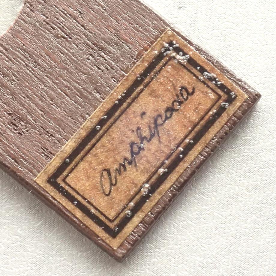 ヨコエビ類樹脂封入標本プレパラート | 10枚目