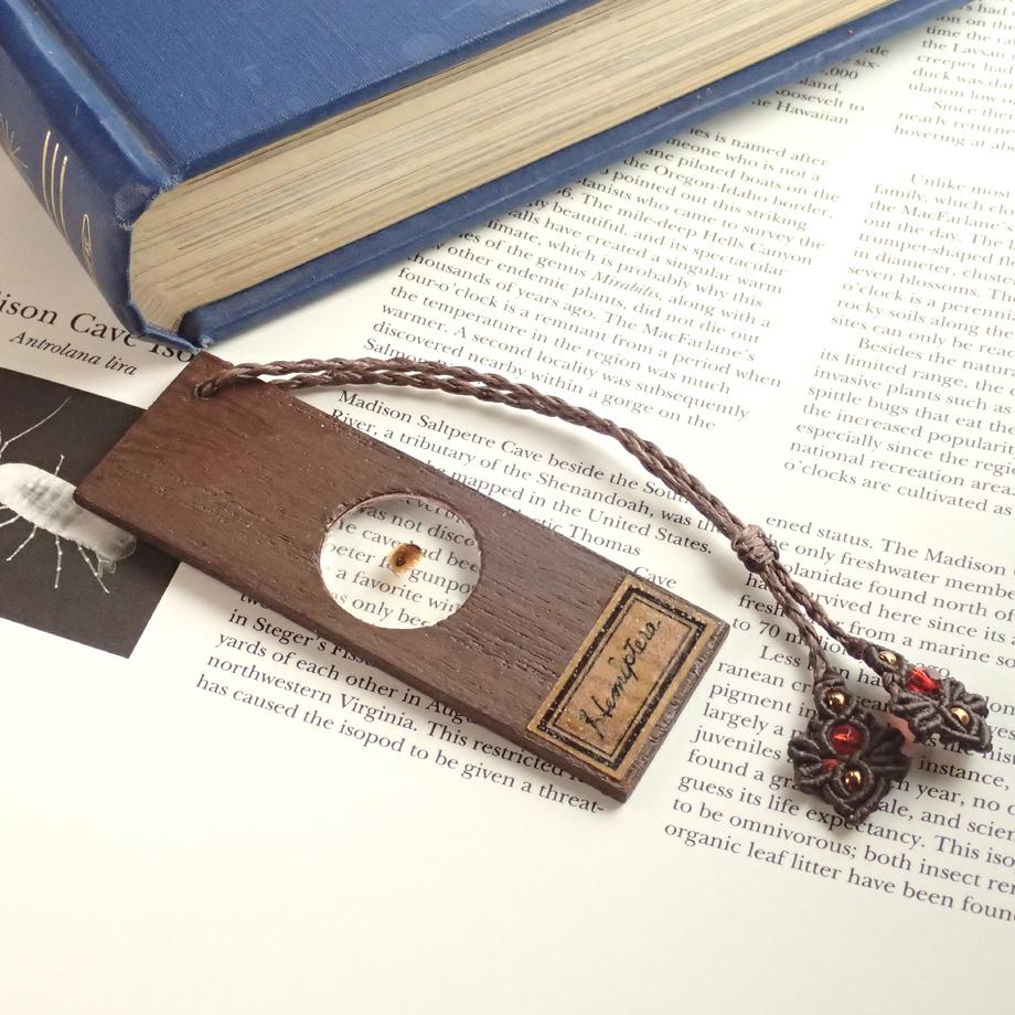 カメムシ目樹脂封入標本プレパラート | 5枚目