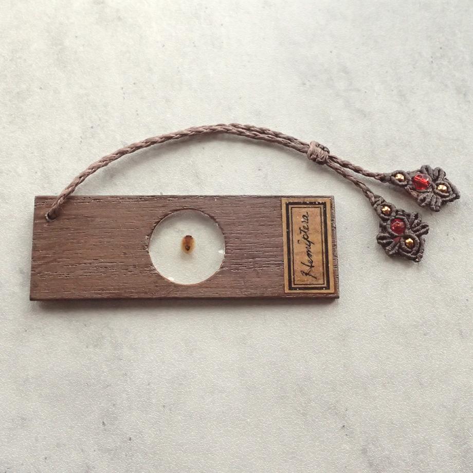 カメムシ目樹脂封入標本プレパラート | 6枚目