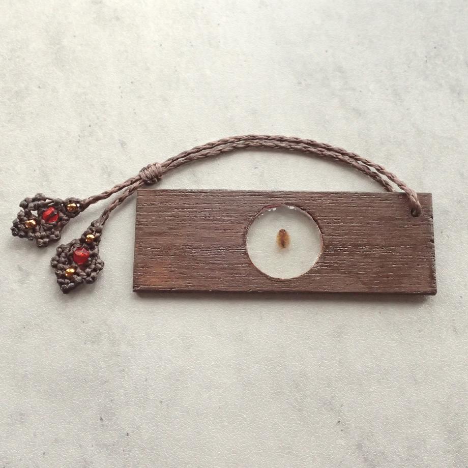 カメムシ目樹脂封入標本プレパラート | 7枚目