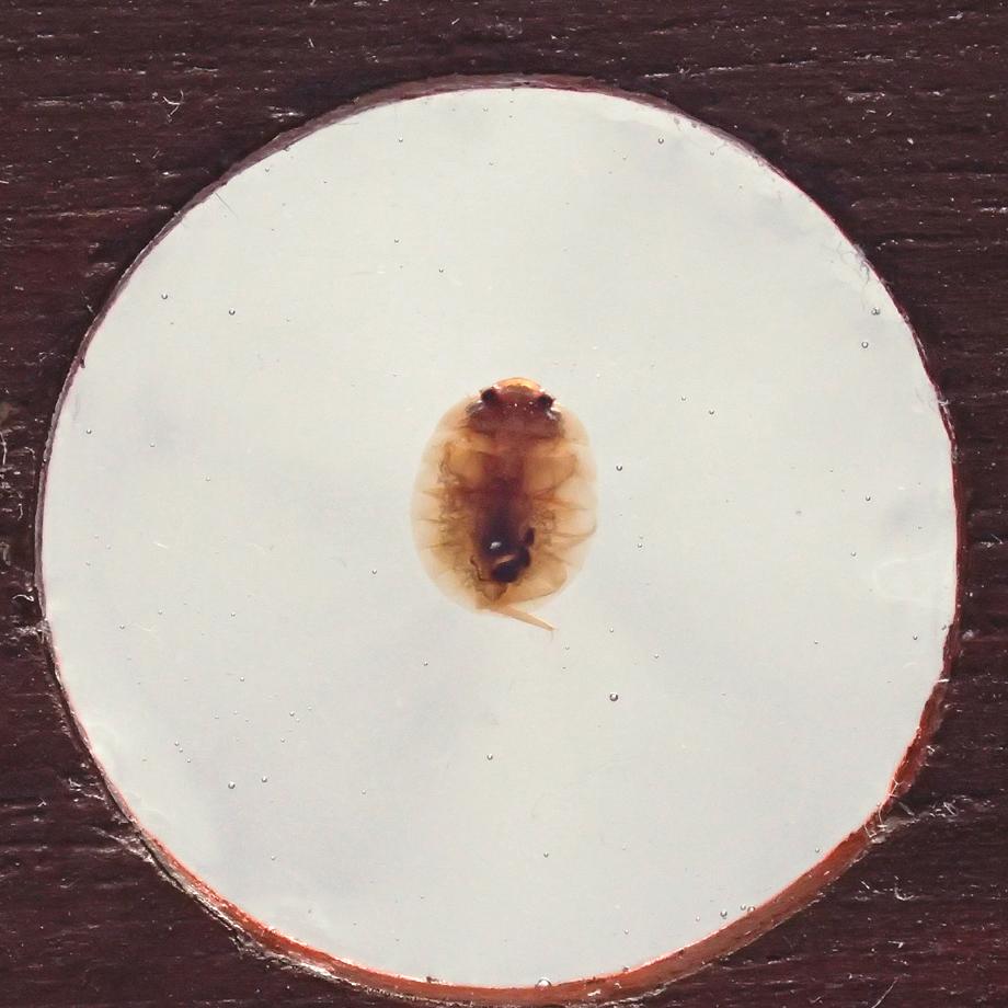 カメムシ目樹脂封入標本プレパラート | 9枚目