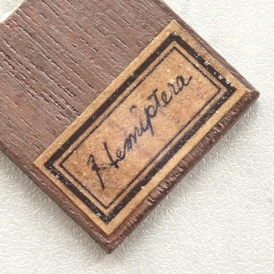 カメムシ目樹脂封入標本プレパラート | 10枚目