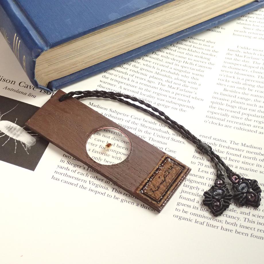 カメムシ目樹脂封入標本プレパラート1枚目の画像