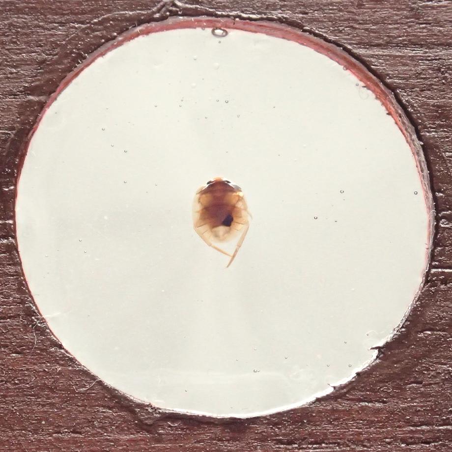 カメムシ目樹脂封入標本プレパラート | 5枚目