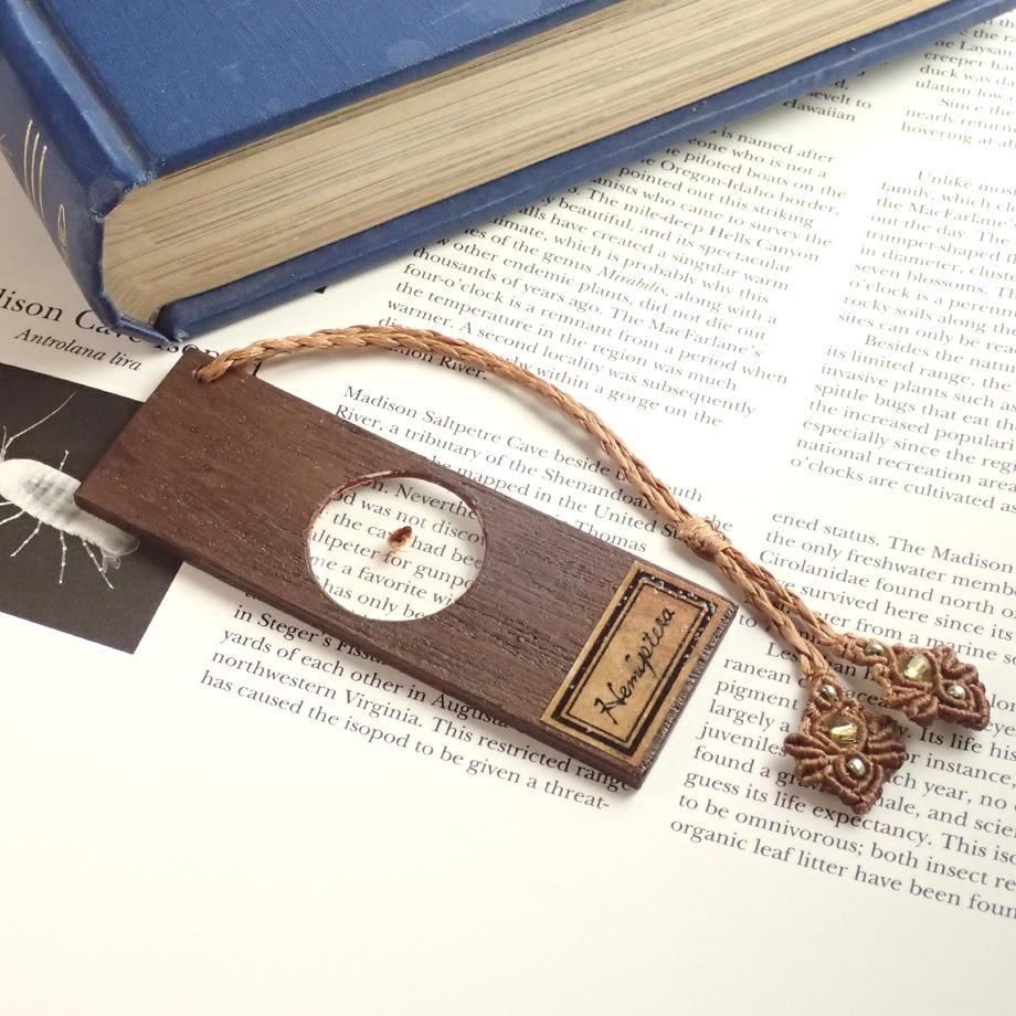 カメムシ目樹脂封入標本プレパラート | 5枚目