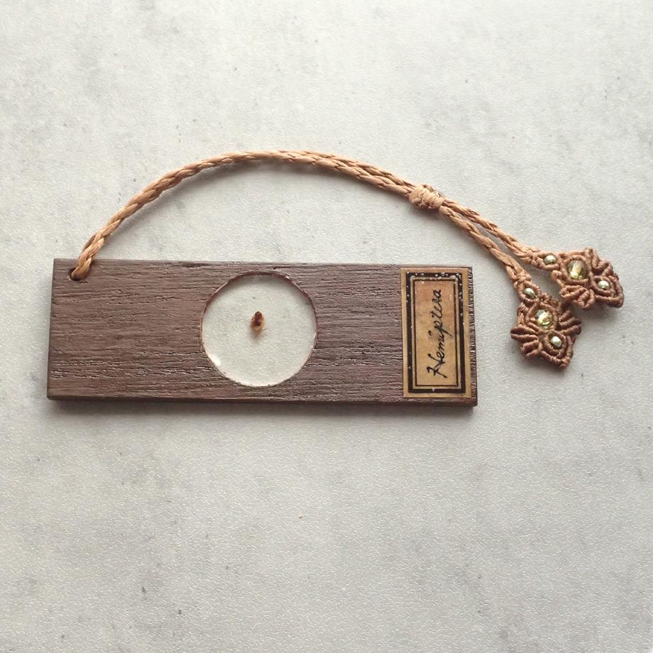 カメムシ目樹脂封入標本プレパラート | 6枚目