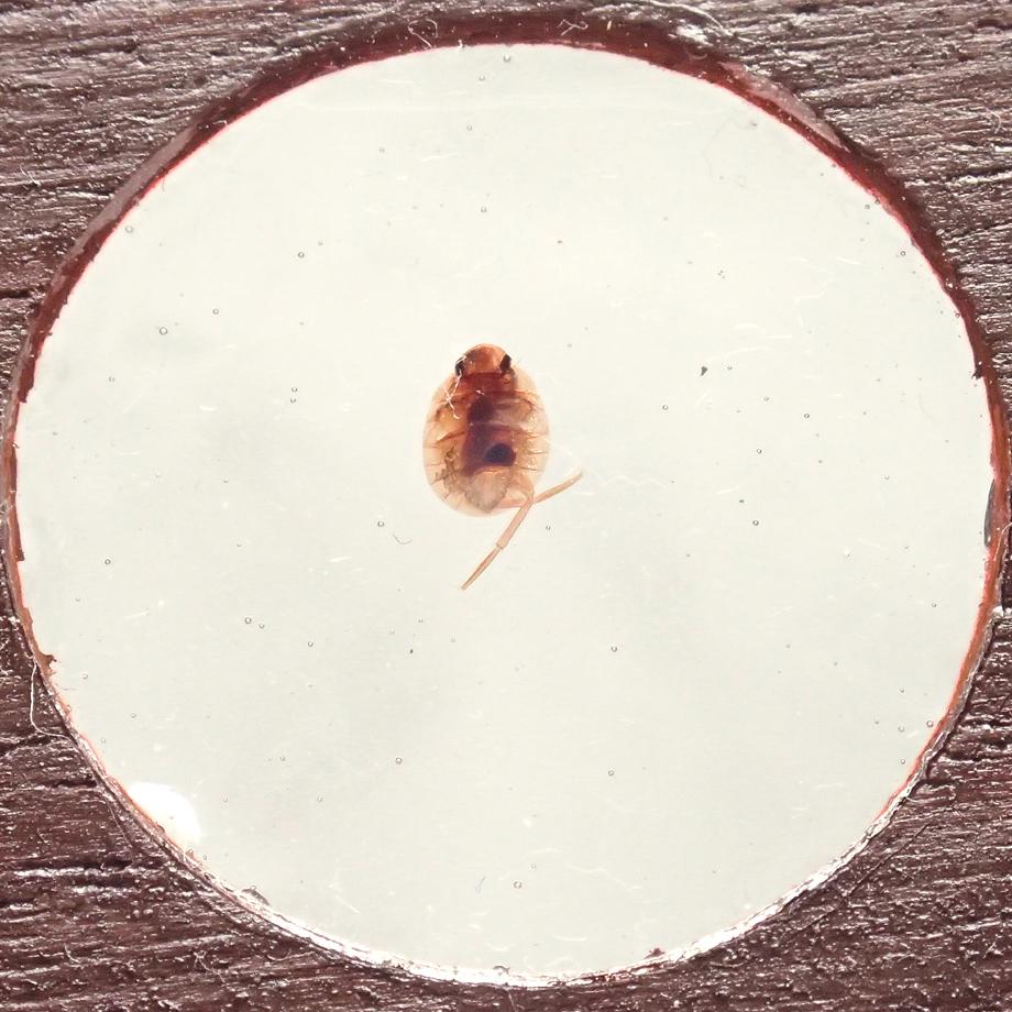 カメムシ目樹脂封入標本プレパラート | 9枚目