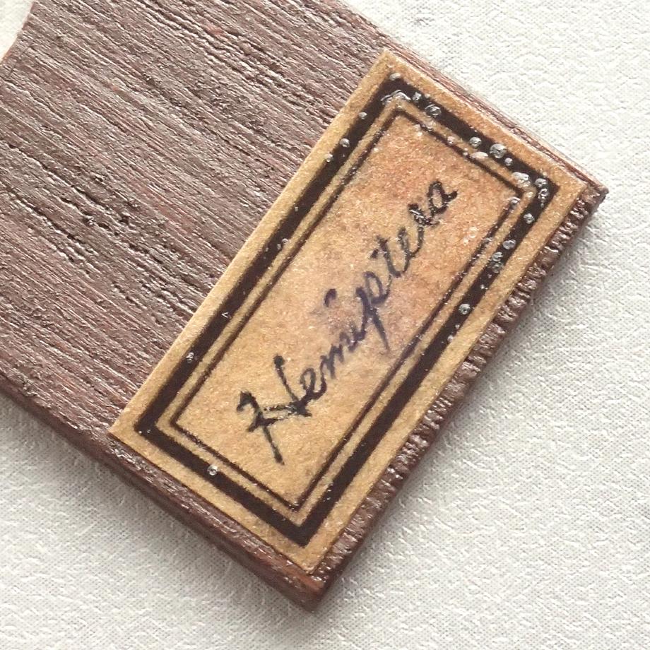 カメムシ目樹脂封入標本プレパラート | 10枚目