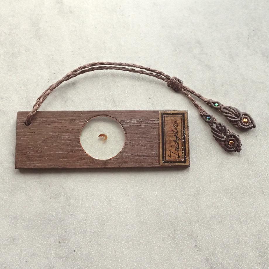 トビケラ類樹脂封入標本プレパラート | 2枚目