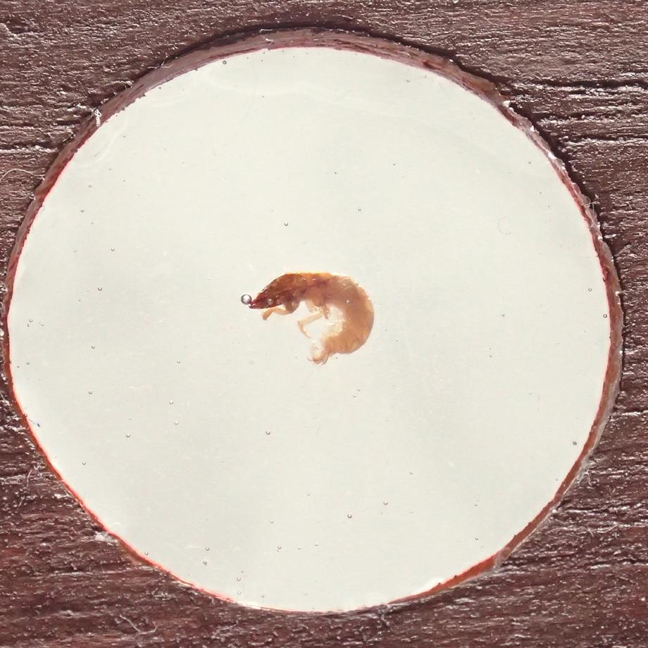 トビケラ類樹脂封入標本プレパラート | 5枚目