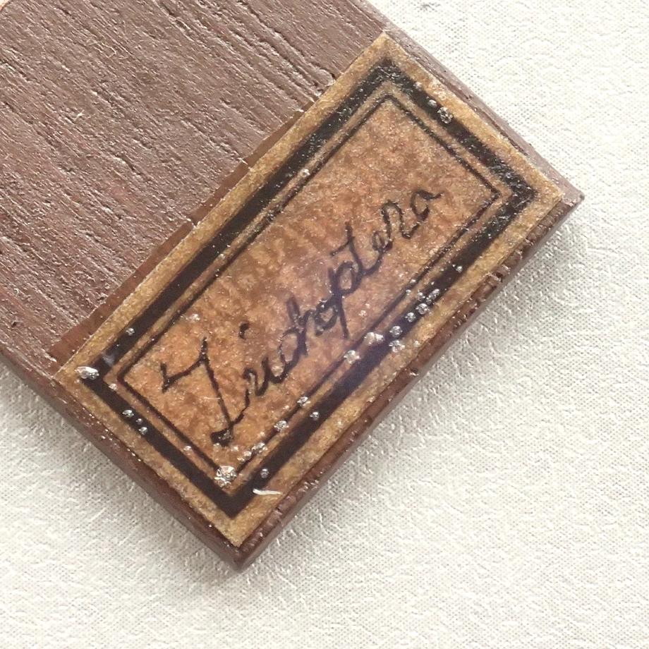 トビケラ類樹脂封入標本プレパラート | 6枚目