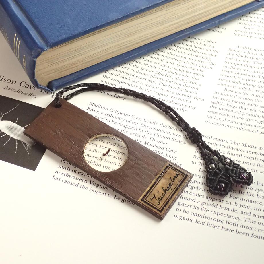 トビケラ類樹脂封入標本プレパラート1枚目の画像