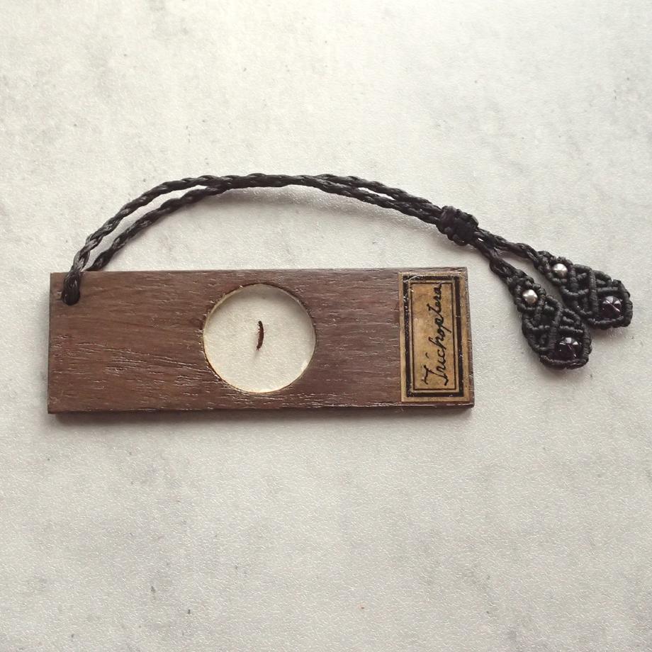 トビケラ類樹脂封入標本プレパラート | 2枚目