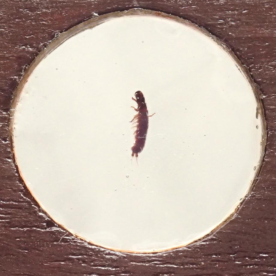 トビケラ類樹脂封入標本プレパラート | 5枚目