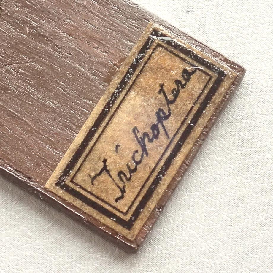 トビケラ類樹脂封入標本プレパラート | 6枚目