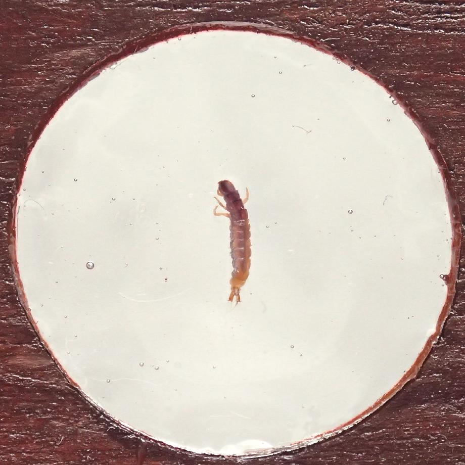 トビケラ類樹脂封入標本プレパラート | 5枚目