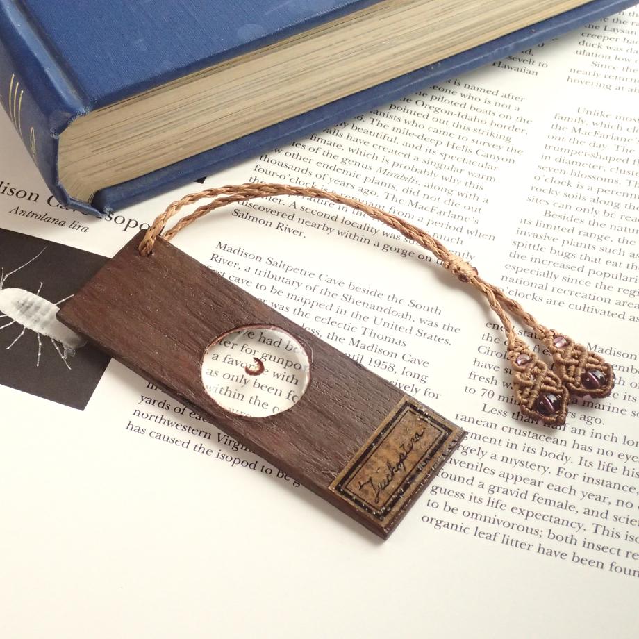 トビケラ類樹脂封入標本プレパラート1枚目の画像