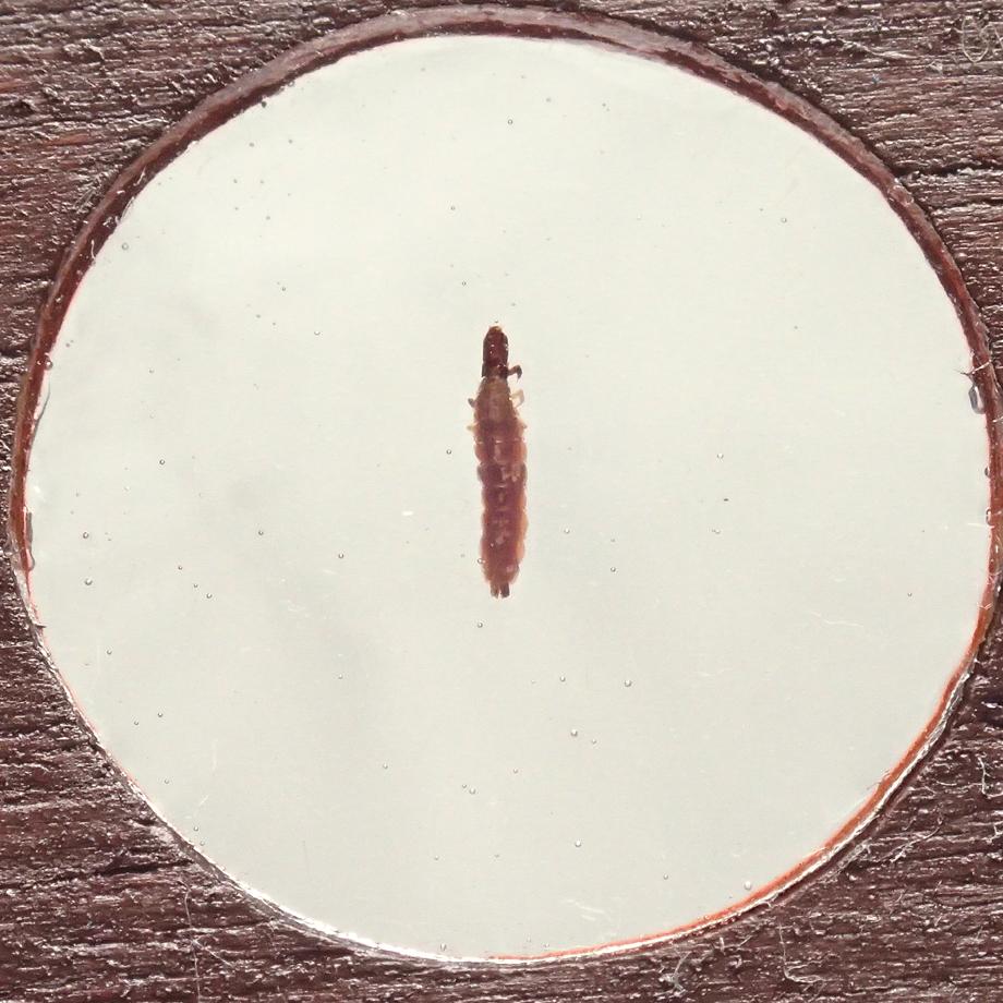 トビケラ類樹脂封入標本プレパラート | 5枚目