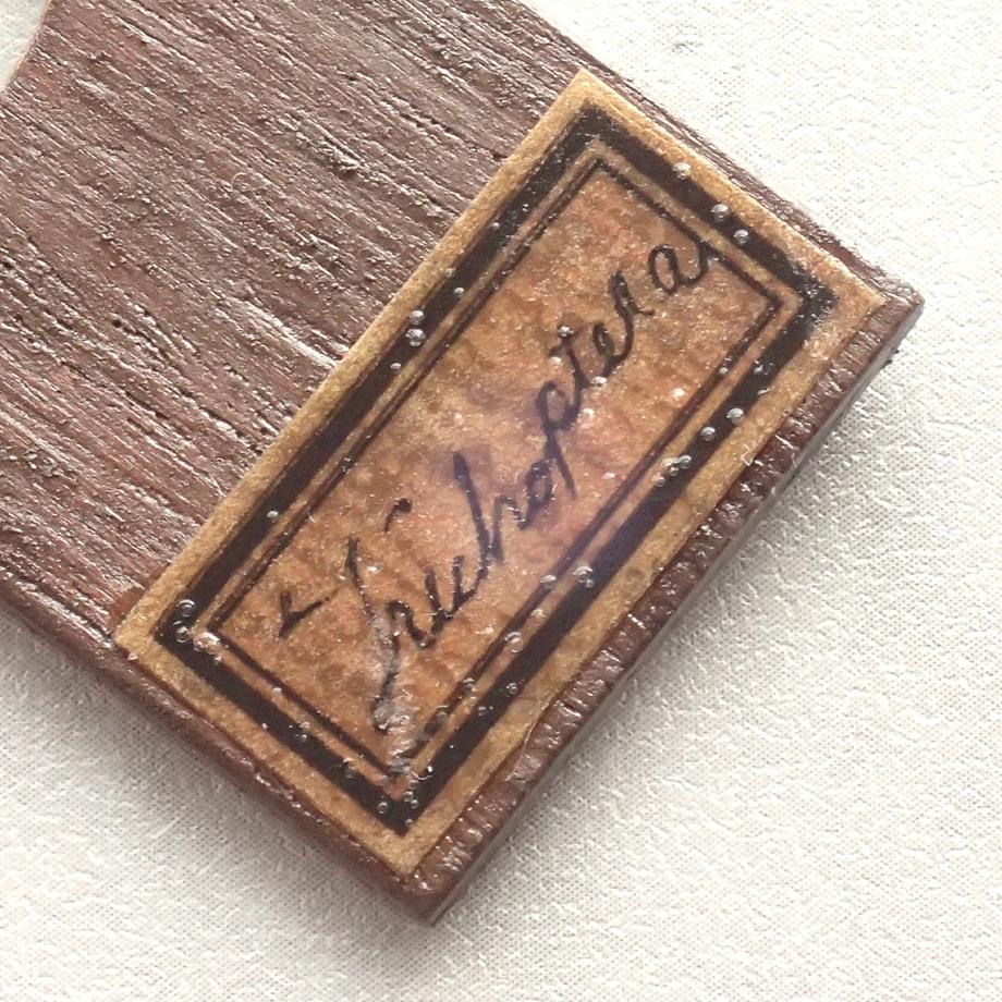 トビケラ類樹脂封入標本プレパラート | 6枚目