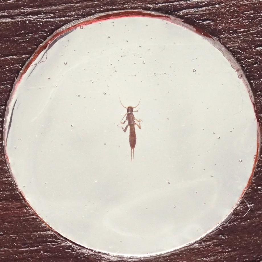 カワゲラ類樹脂封入標本プレパラート | 5枚目