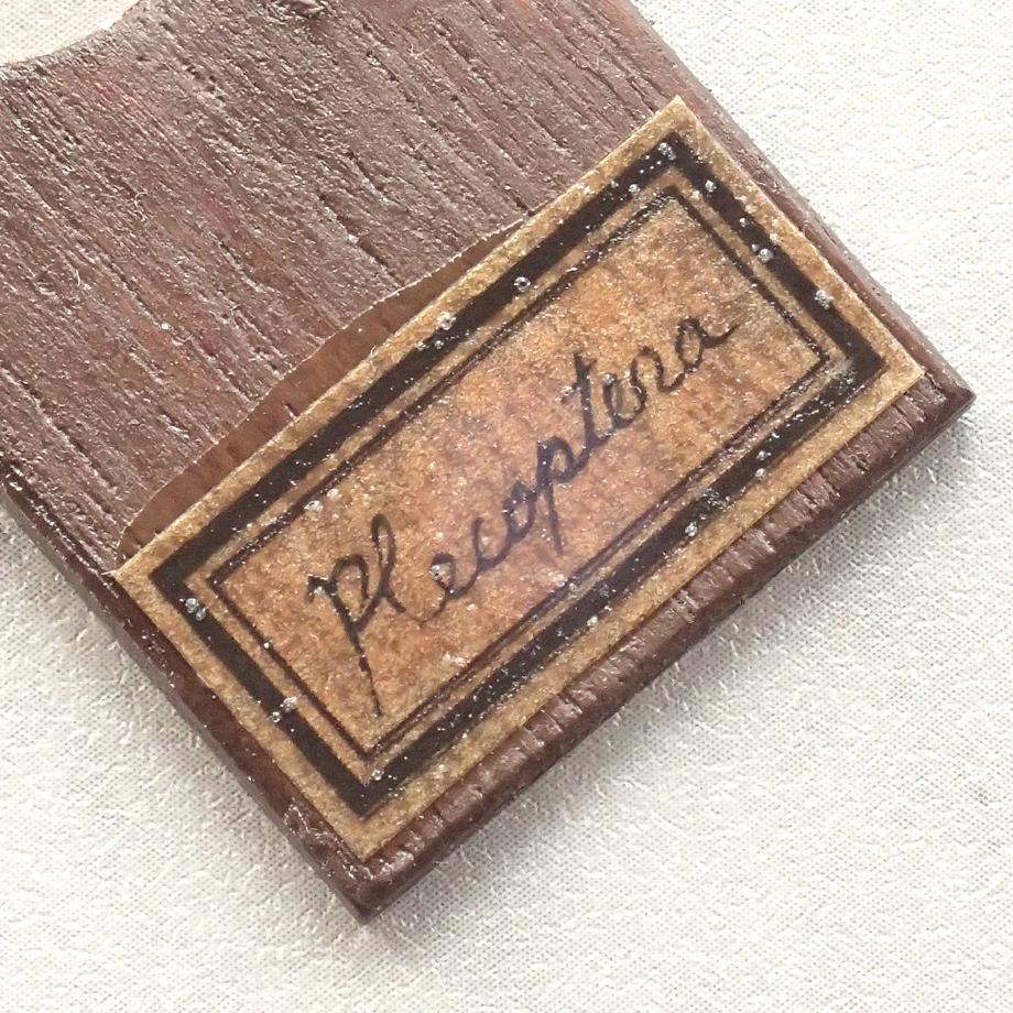 カワゲラ類樹脂封入標本プレパラート | 6枚目