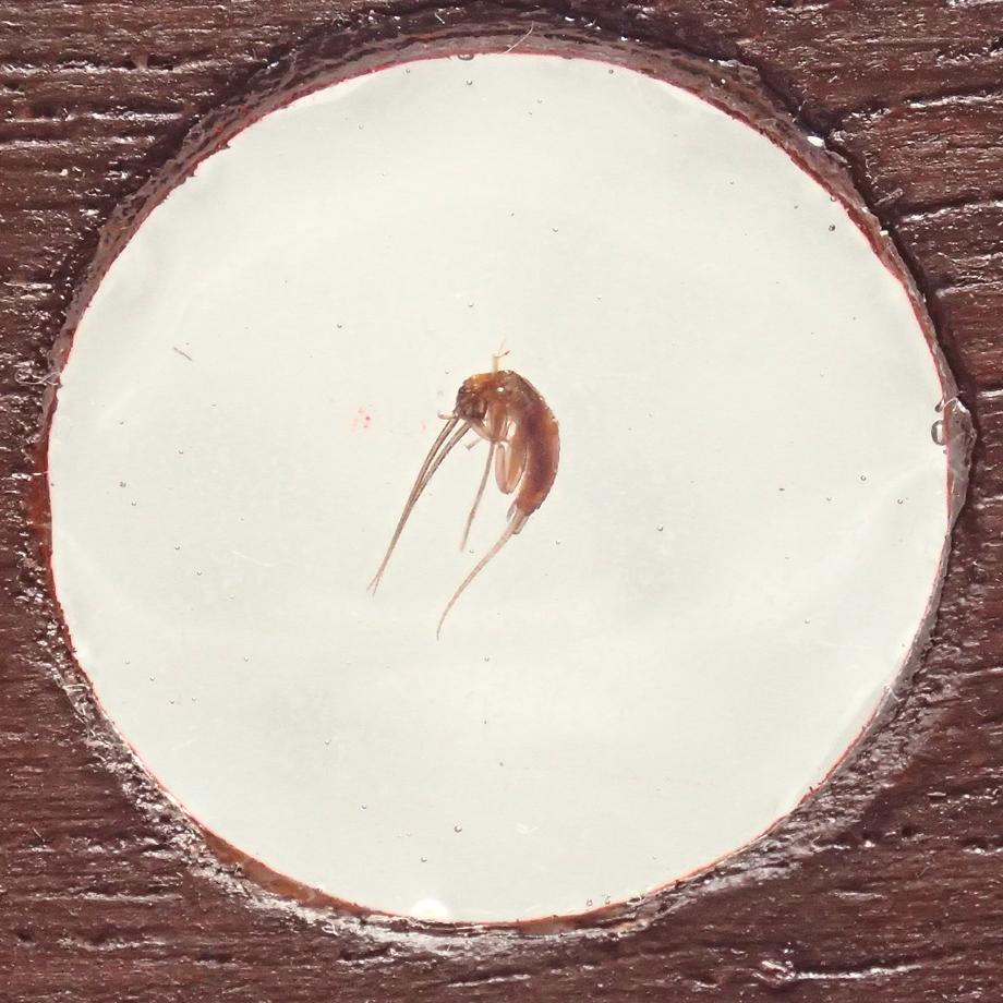 カワゲラ類樹脂封入標本プレパラート | 9枚目