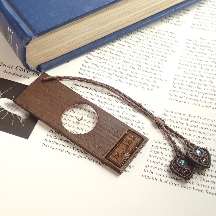 カワゲラ類樹脂封入標本プレパラート1枚目の画像