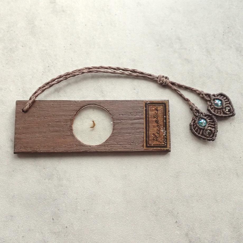 カワゲラ類樹脂封入標本プレパラート | 2枚目