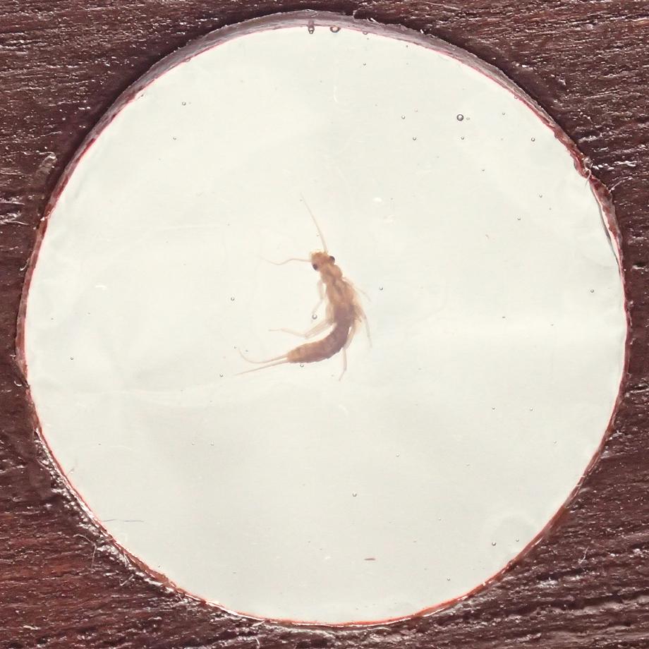 カワゲラ類樹脂封入標本プレパラート | 5枚目