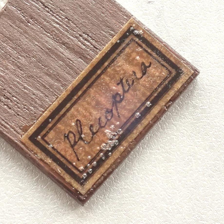 カワゲラ類樹脂封入標本プレパラート | 6枚目