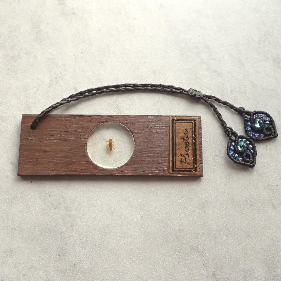 カワゲラ類樹脂封入標本プレパラート | 6枚目